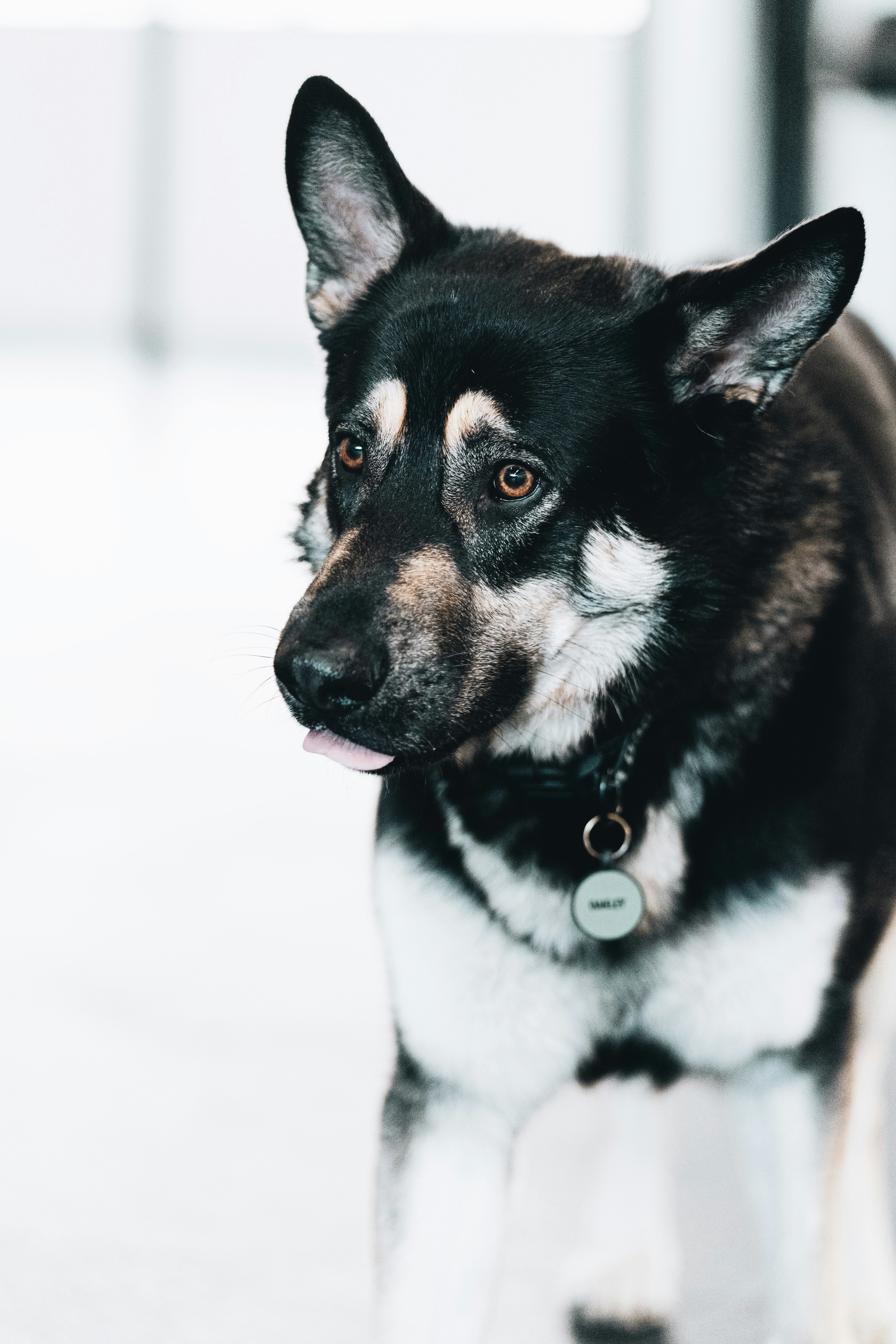 black and white short coated dog